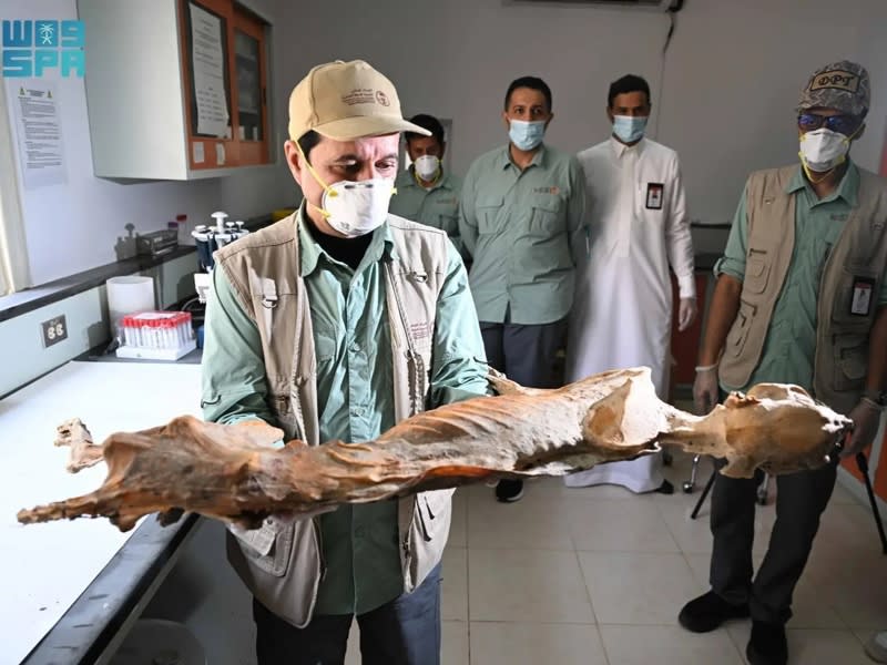 Saudi Arabia Finds 4,800-Year-Old Mummified Cheetahs in Caves - Image 3