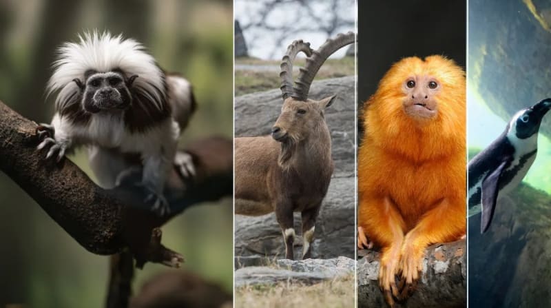 Scientists examining genetic code on computer screens with endangered animal imagery displayed