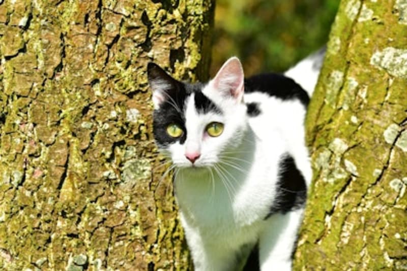 Pet Brand Partners with Arbor Day to Plant Trees Nationwide - Image 2