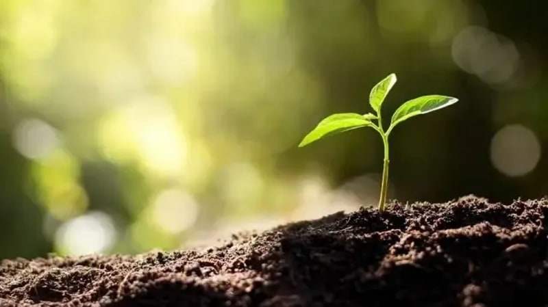 Turkey Invests $456M in Forests and Wildfire Defense