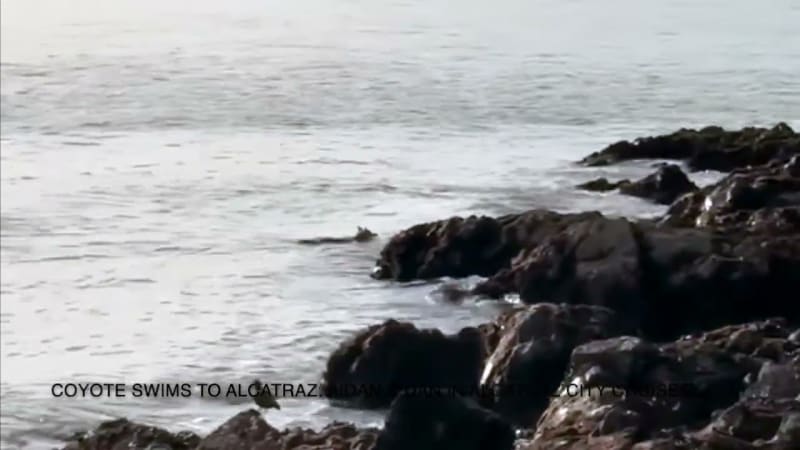Coyote Swims to Alcatraz Island for First Time Ever - Image 3