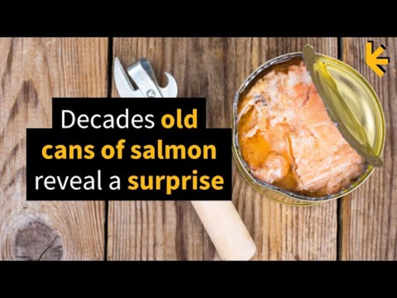 Old Salmon Cans Reveal Healthy Alaska Ecosystems - Image 3
