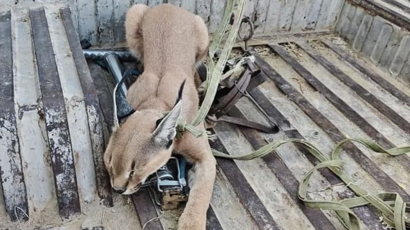 Rare Caracal Tagged in India's Desert for Conservation
