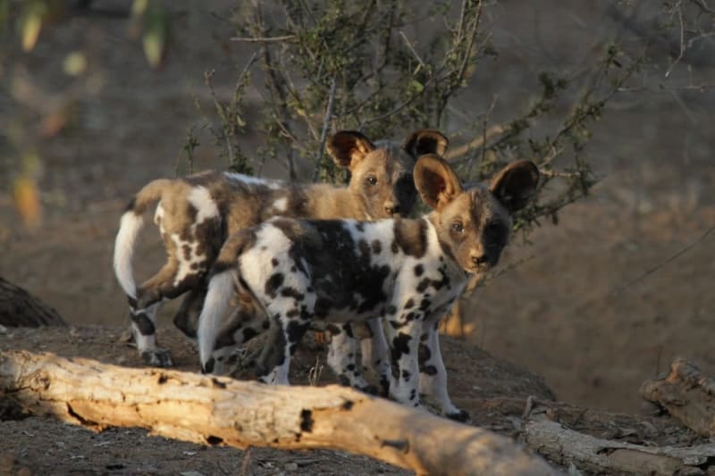 African Wild Dogs in Botswana Defy Nature, Eat Fruit - Image 2