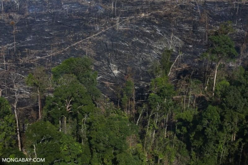 Indonesia Reclaims 4M Hectares of Forest Land - Image 4