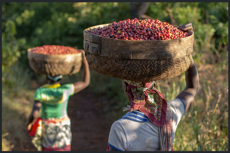 E-Library Holds Secret to Saving World's Coffee Supply