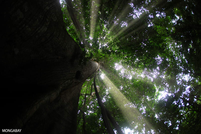 Indigenous Leaders and Western Scientists Unite to Build Ethical AI for Conservation - Image 2