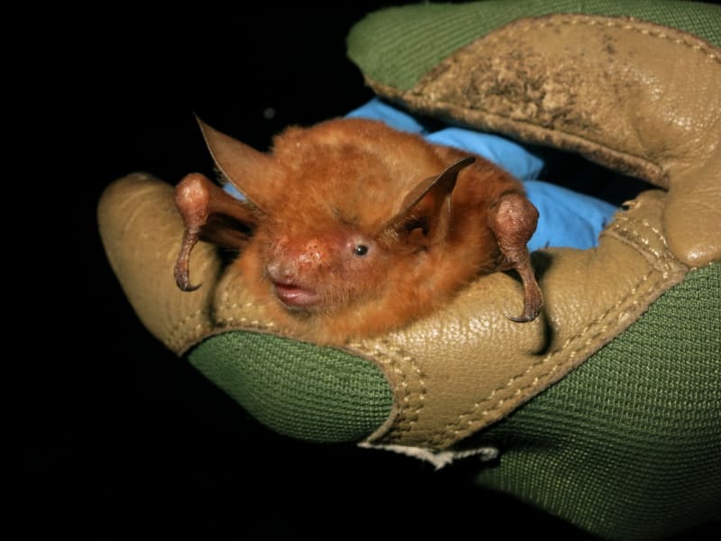 Rare Bat Discovery Sparks Conservation Debate in Guinea's Biodiversity Hotspot