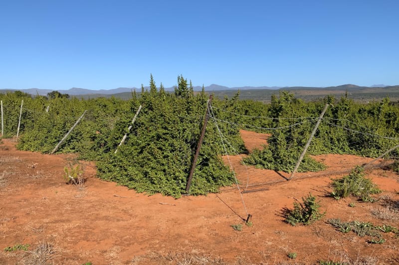 South Africa Plants 55,000 Acres of Carbon-Storing Spekboom - Image 5