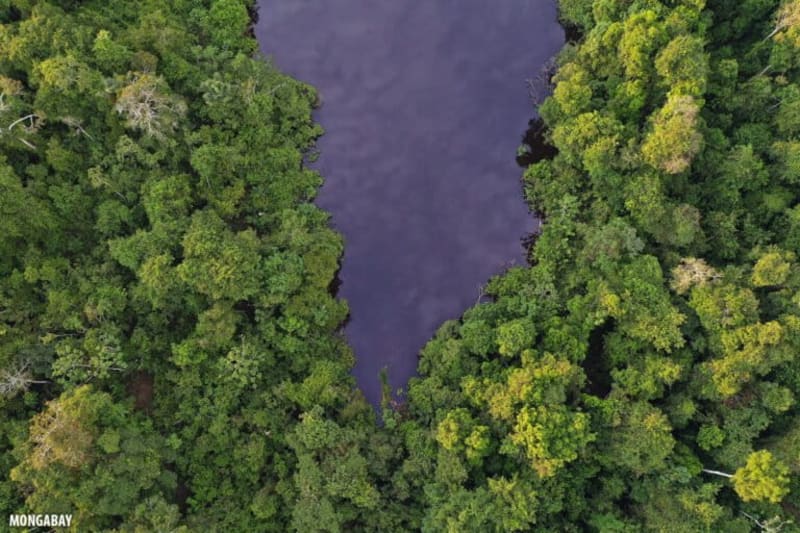 Community-Led Carbon Projects Show Promise in Global South - Image 4