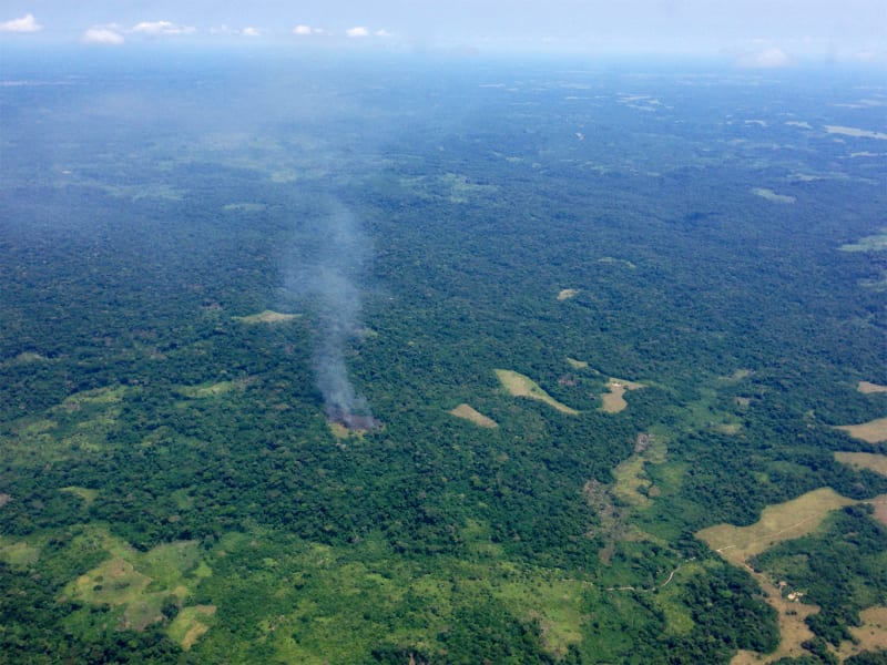 $2.5 Billion Pledge Aims to Save Congo Basin Rainforest - Image 4