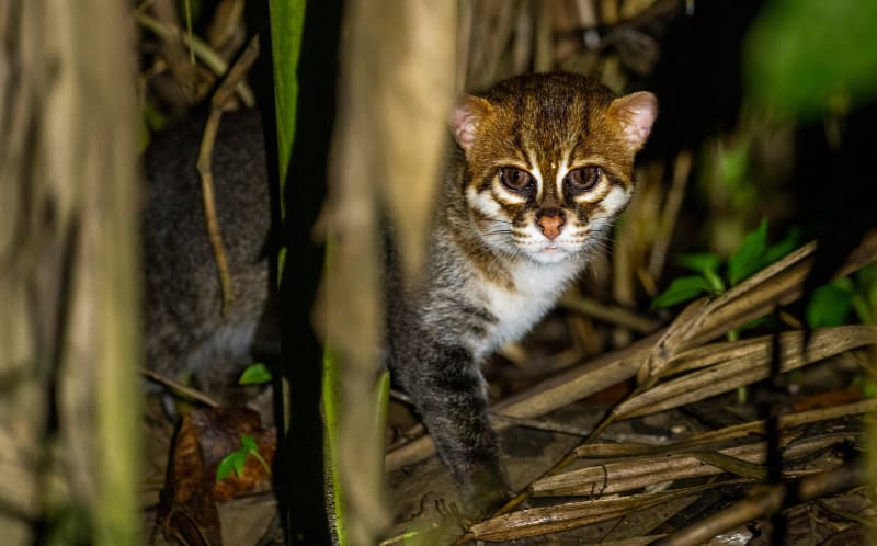 Wildlife Miracle: Rare Flat-Headed Cats Rediscovered in Thailand After Nearly 30 Years