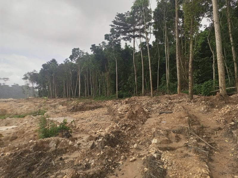 Ghana Celebrates Major Victory for Forest Protection with Historic Policy Reversal - Image 4