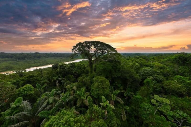 Community-Led Carbon Projects Show Promise in Global South - Image 5