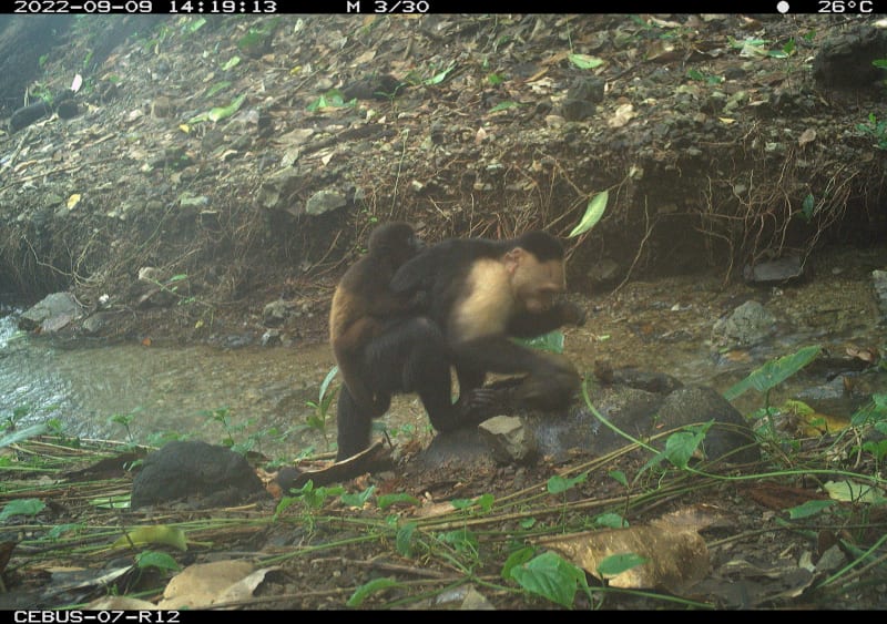 Wild Kingdom: 5 Surprising Animal Behaviors That Rewrite Nature's Rules