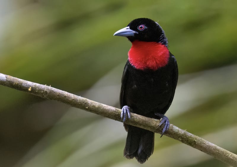 Guinea-Bissau Bans Fish Meal to Protect Ocean Life - Image 3