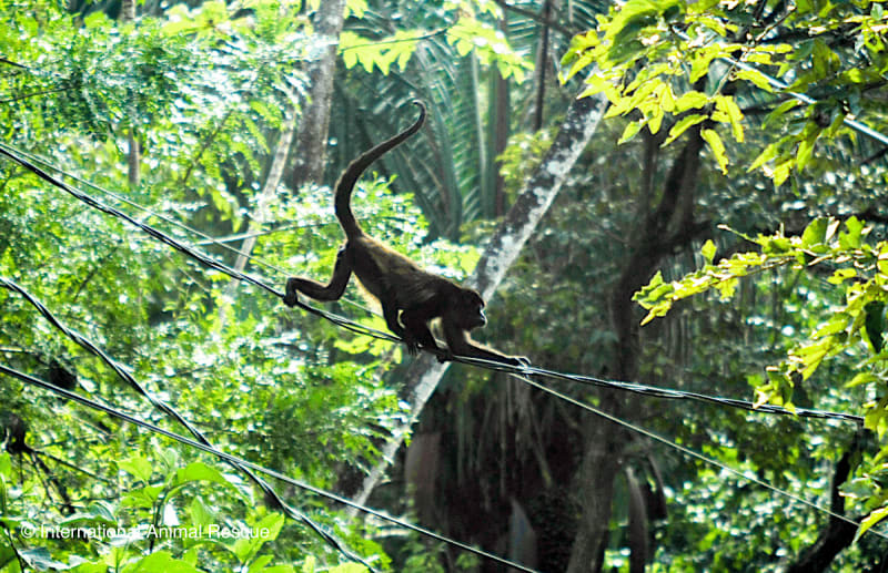 Costa Rica Court Orders Power Lines Protected for Wildlife