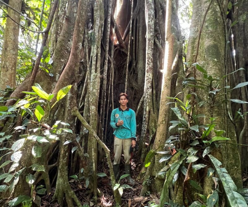 Spirit Trees Protect Indonesia's Wildlife by Accident - Image 2