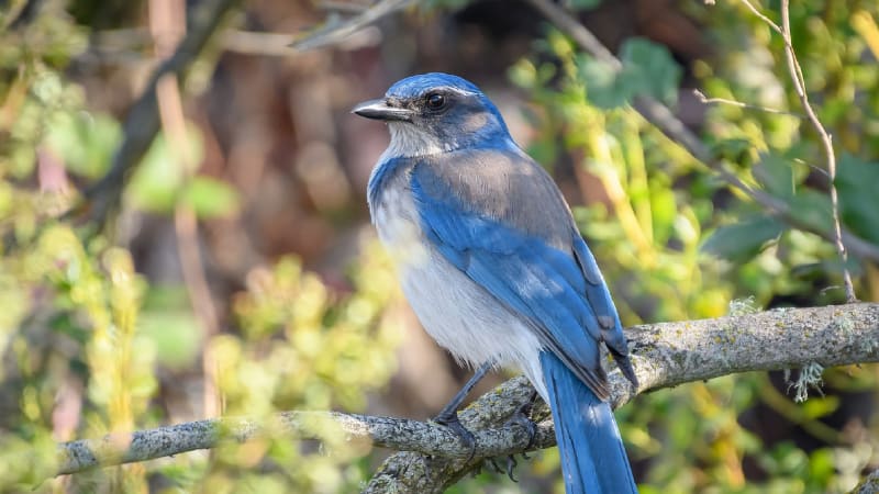 Restoring Redwood Canopies: Scientists Rebuild Living Forests from the Treetops