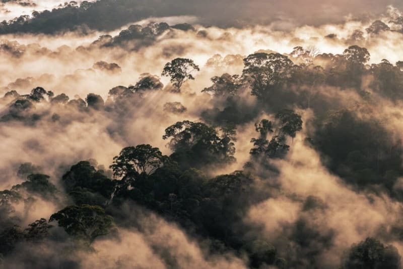 Forests Cool Cities by 4°C and Save Thousands of Lives - Image 2
