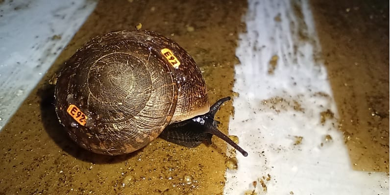 From the Brink: How Scientists Rescued a Rare Snail from Extinction's Edge
