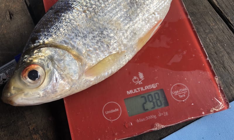 Amazon Fishers Turn Detectives: Tracking Environmental Impact of River Dams