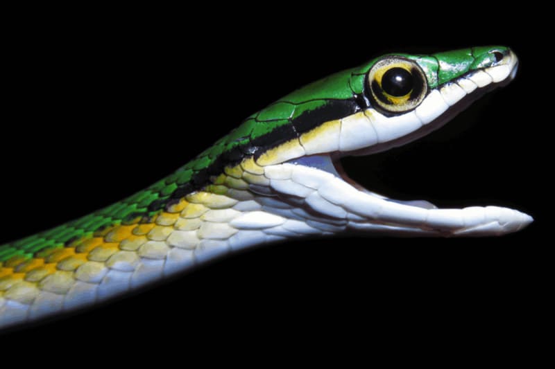 Earth's Hidden Wonders: 2025's Most Fascinating New Species Revealed