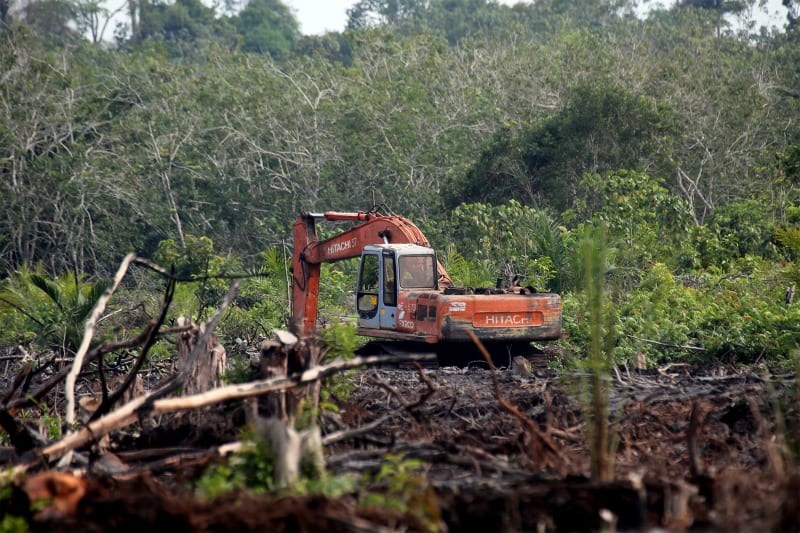 Scientists Uncover Hidden Climate Impact of Oil Palm Drainage Ditches