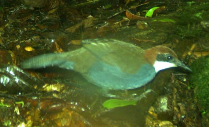 Rare Bird Discovery Reveals Hidden Wonder of Papua New Guinea's Forests