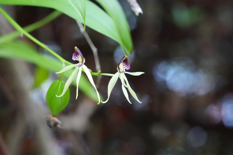 How One Small Preserve is Reviving the Bahamas' Lost Botanical Heritage