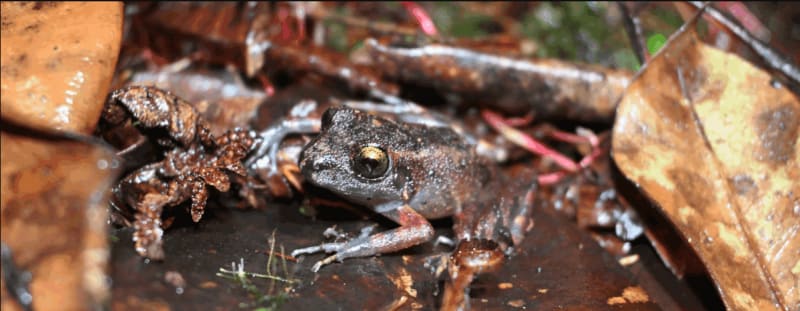 Hidden Forest Guardian: New Frog Species Discovered in Peru's Cloud Forests Highlights Community Conservation