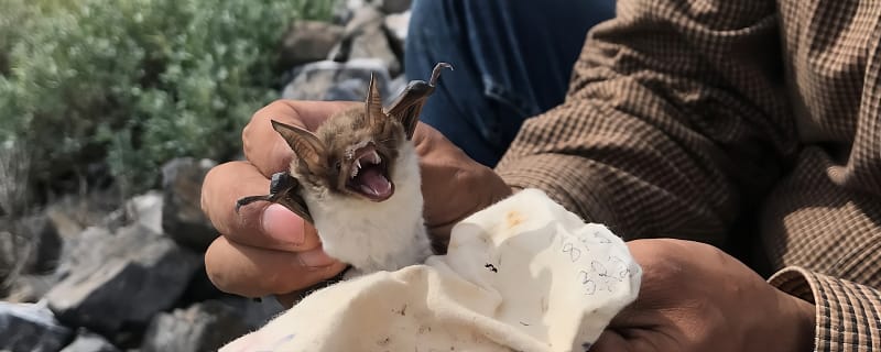 The Remarkable Fish-Eating Bats of Mexico's Gulf of California: A Scientific Journey of Discovery