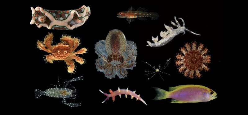 Hidden Ocean Wonders: Scientists Unveil 20 New Species in Pacific's Twilight Zone