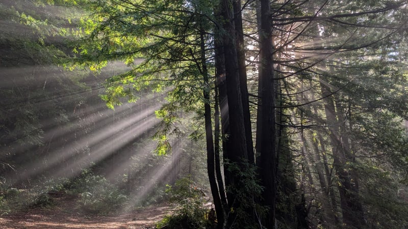 Earth's Silent Stories: Extinction and Discovery in a Pivotal Year