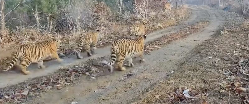 Five Tiger Cubs Captured in Rare Camera Trap Footage: Conservation Victory in China