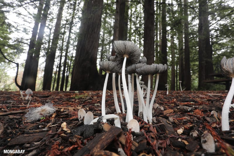 Scientists Embark on Ambitious Mission to Catalog Every Species in California