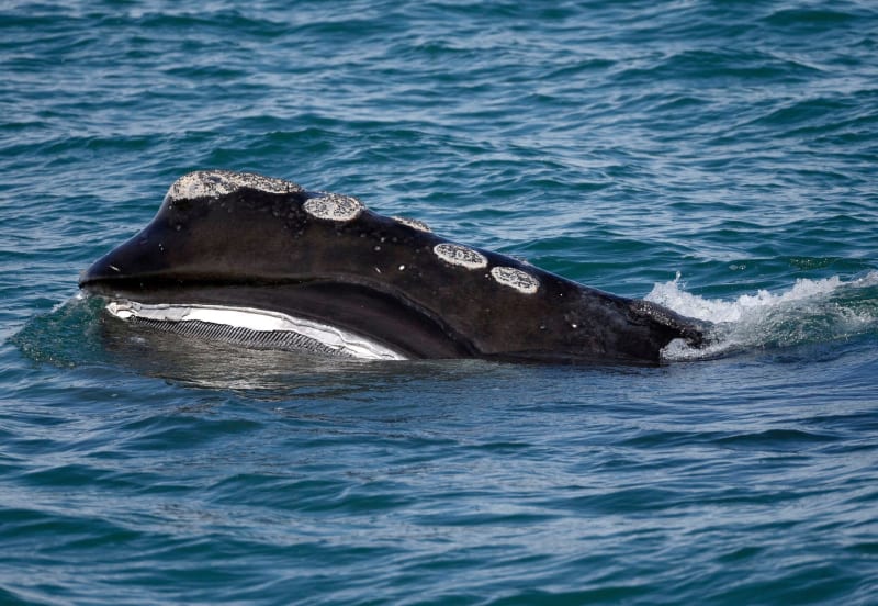 North Atlantic Right Whales Show Promising Baby Boom This Season