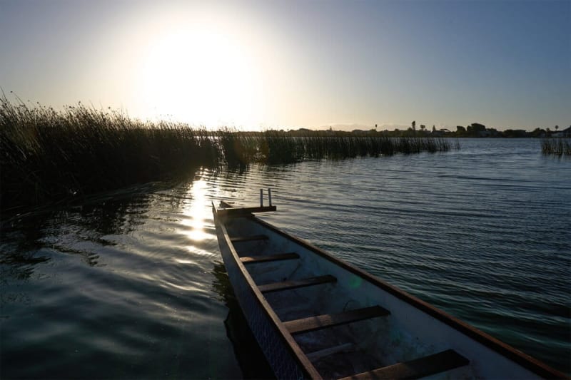 Cape Town Community Unites to Save Endangered Toads with Innovation and Heart - Image 4