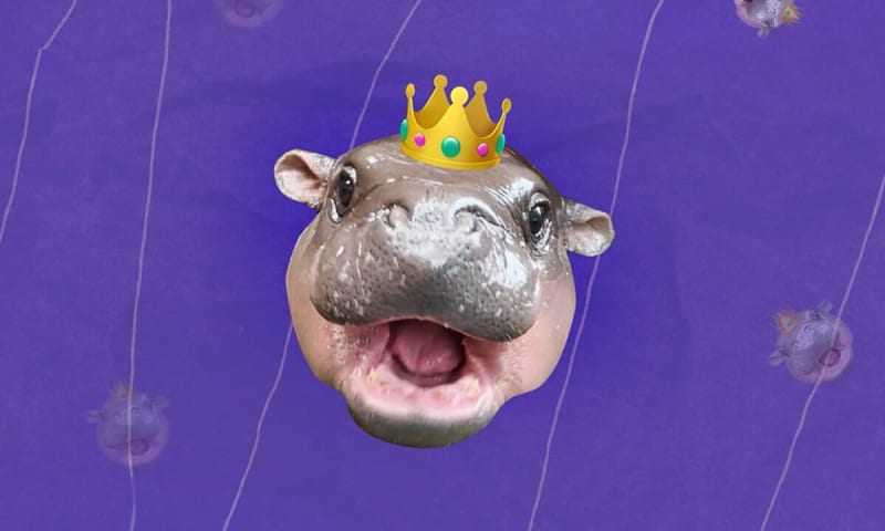 Scientists Track Monarchs With Tiny Radio Tags - Image 4