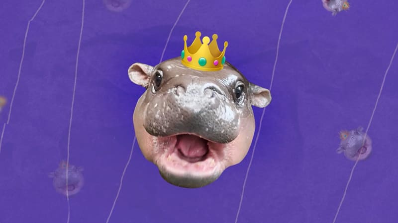 Viral Hippo Moo Deng Sparks Pygmy Hippo Conservation Push