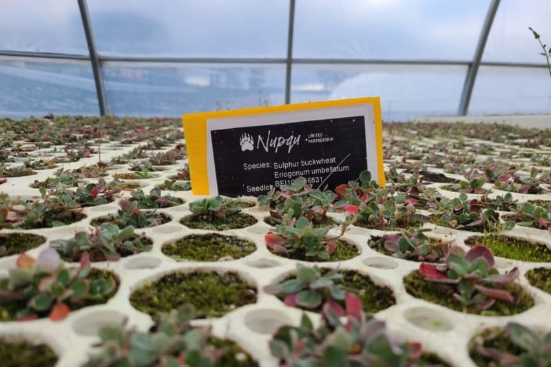 Indigenous Nursery Grows 2.5 Million Native Seedlings Yearly - Image 2