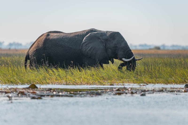Angola Protects 20,500 Square Miles of Life-Giving Wetland