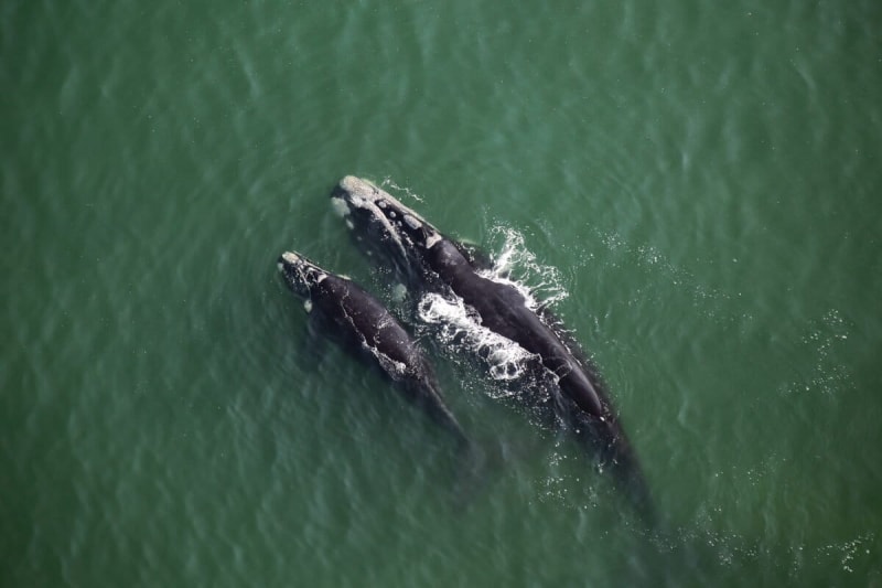 Historic Treaty Now Protects 60% of Earth's Ocean - Image 2