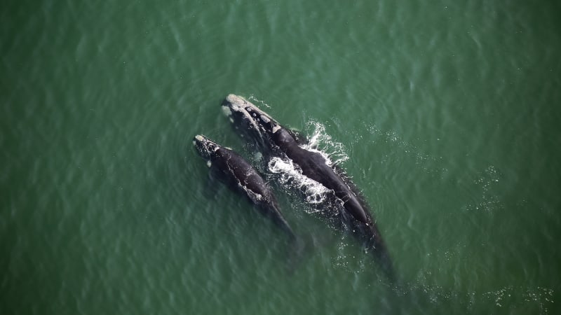 Historic Treaty Now Protects 60% of Earth's Ocean