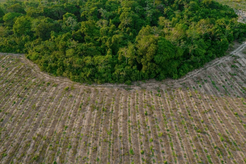 Brazil Firm Restores 850 Acres, Wins Global Prize