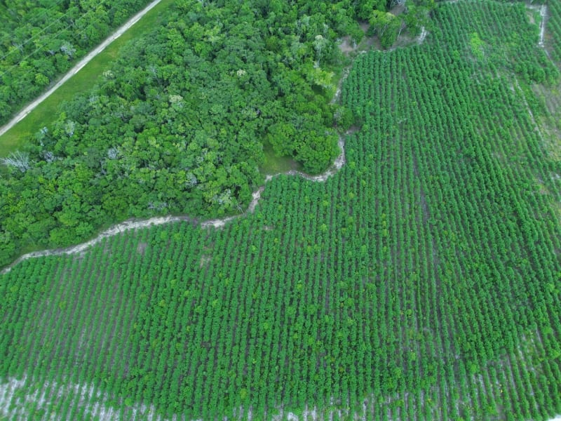 Brazil Firm Restores 850 Acres, Wins Global Prize - Image 2