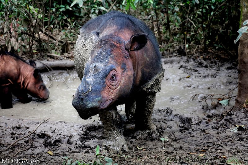 Reporter's Decade of Stories Saves Sumatran Rhinos - Image 4