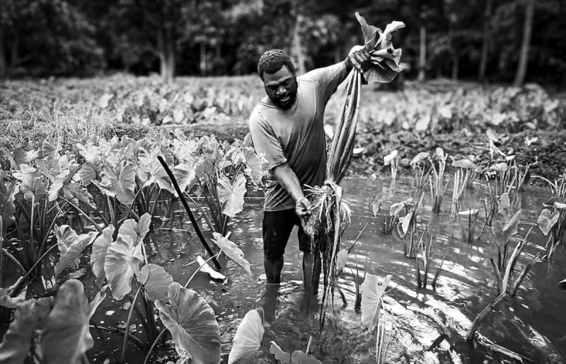 Vanuatu Brings Back Ancient Taro to Fight Climate Change - Image 2