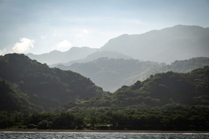Vanuatu Brings Back Ancient Taro to Fight Climate Change - Image 4