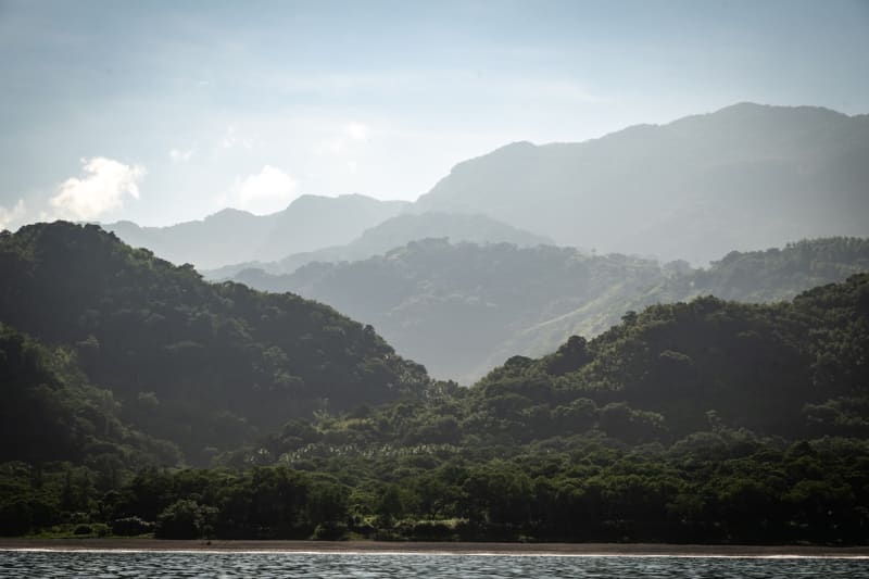 Vanuatu Brings Back Ancient Taro to Fight Climate Change - Image 3